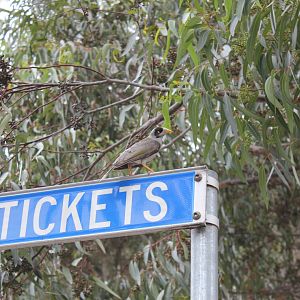 Noisy Miner (Manorina melanocephala)