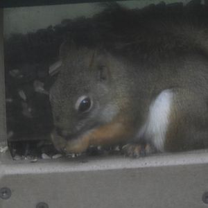 American Red Squirrel (Tamiasciurus hudsonicus)