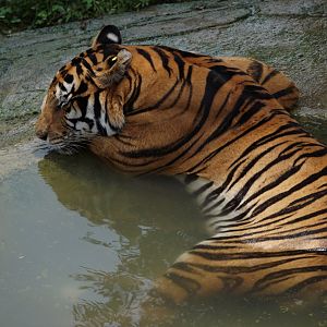 Xiongsen animal world - Tiger