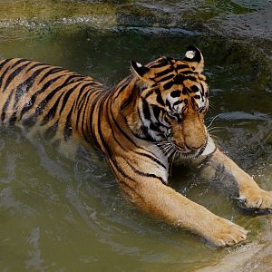 Xiongsen animal world - Tiger
