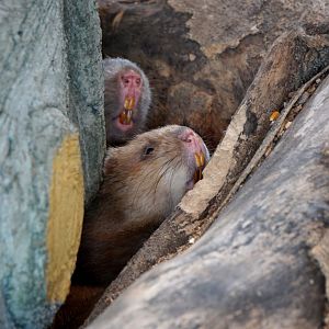 Xiongsen animal world - Bamboo rat