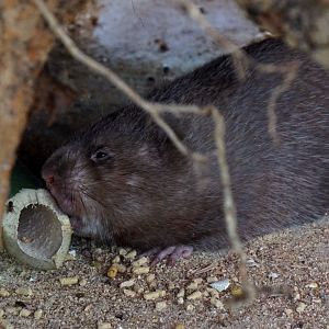Xiongsen animal world - Bamboo rat