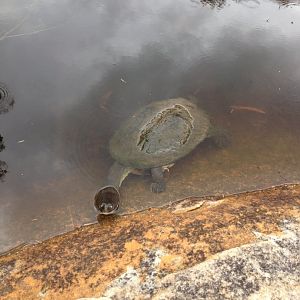 Eastern Long-necked Turtle (Chelodina longicollis)