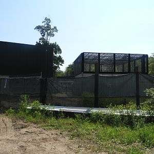 New Primate Complex Construction?