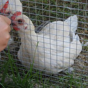 Domestic Chicken (Gallus gallus domesticus)