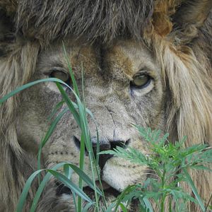 African "Barbary" Lion (Panthera leo leo)