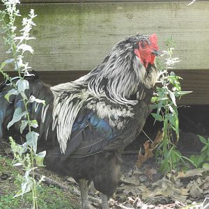 Domestic Chicken (Gallus gallus domesticus)