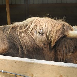 Domestic Cow (Bos taurus)
