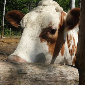 Domestic Cow (Bos taurus)