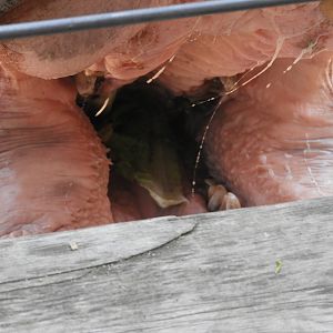 Inside of a Common Hippopotamus (Hippopotamus amphibius) mouth