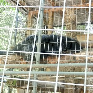 Binturong (Arctictis binturong) sleeping
