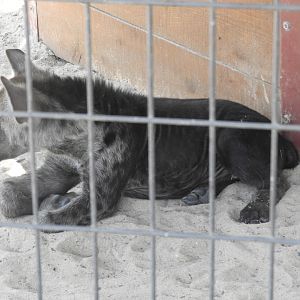 Spotted Hyena (Crocuta crocuta) cub