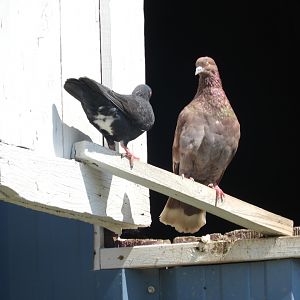 Domestic Pigeons (Columba livia domestica)