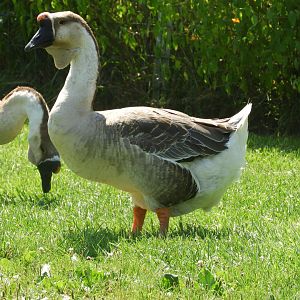 Domestic Swan Goose (Anser cygnoides domesticus)