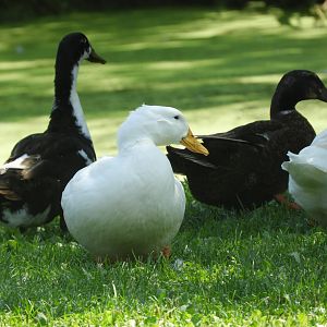 Domestic Mallards (Anas platyrhynchos domesticus)