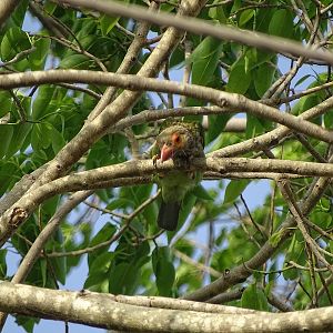 Brown-headed barbet
