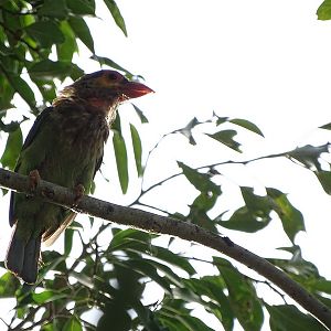 Brown-headed barbet