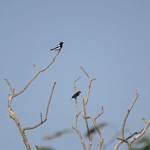 Oriental magpie robin and coppersmith barbet