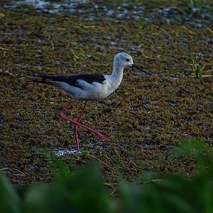 Black-necked stilt