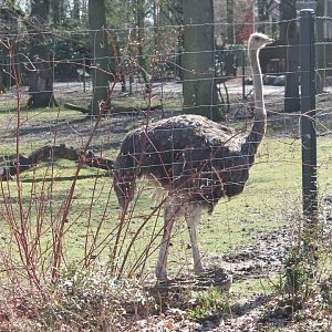Ostrich