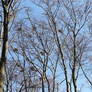Blue heron nesting-colony