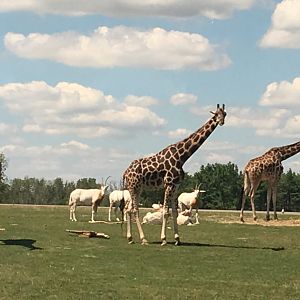 Giraffes and Oryxes
