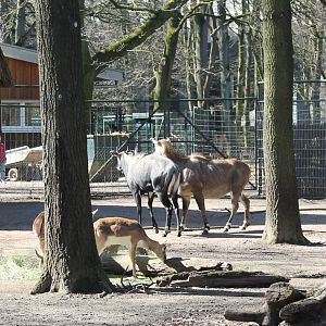 Nilgai and Blackbuck