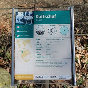 Sign Dall sheep