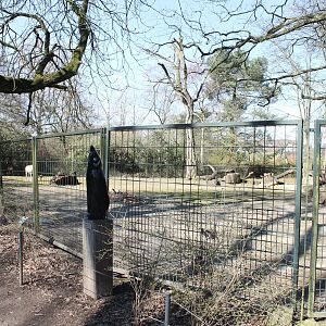 Scimitar-horned antilope-enclosure