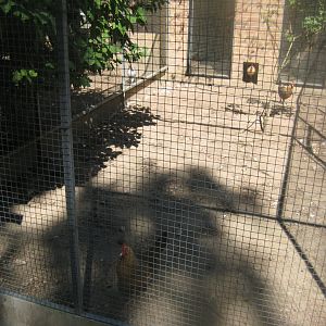 Frydenlund Fuglepark - Chicken aviary #4