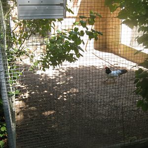 Frydenlund Fuglepark - Chicken aviary #5