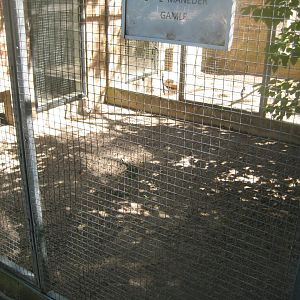 Frydenlund Fuglepark - Chicken aviary #6