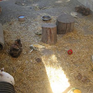 Frydenlund Fuglepark - Rabbit exhibit