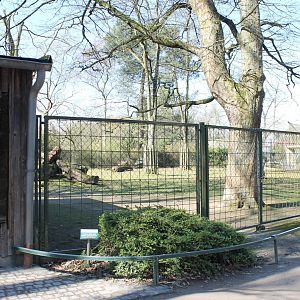 Southern ground hornbill-enclosure