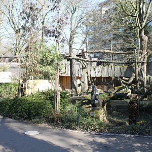 Tree kangaroo-outdoor-enclosure