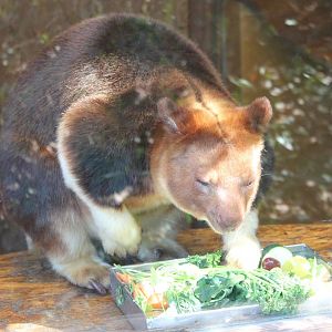 Goodfellow tree kangaroo