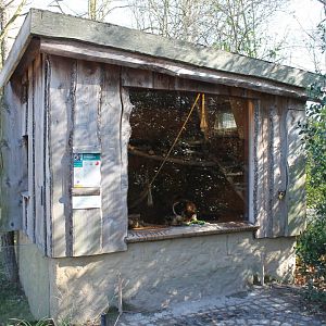 Indoor Tree kangaroo-enclosure