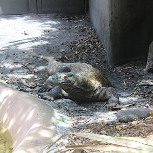 Komodo Dragon