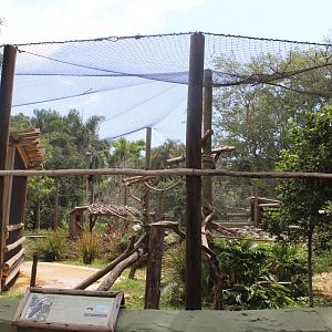 Hornbill Hangout - Rhinoceros Hornbill Aviary