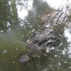 American Alligator - Florida Wetlands