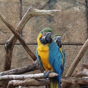 Blue and Yellow Macaw - Tropics of the Ameircas