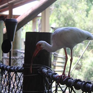 Wild White Ibis
