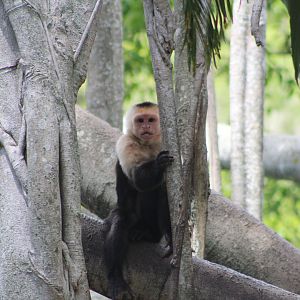 White Faced Capuchin Monkey - Tropics of the Ameircas