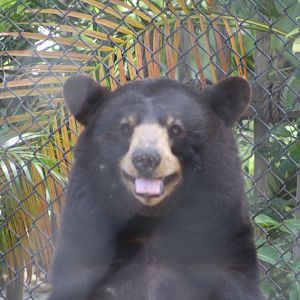 American Black Bear