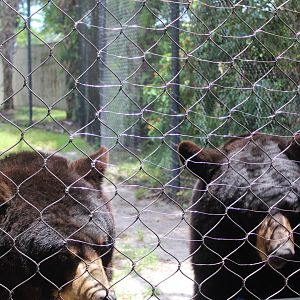 American Black Bear Training - Florida Wetlands