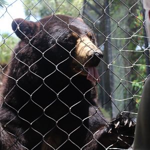 American Black Bear Training - Florida Wetlands