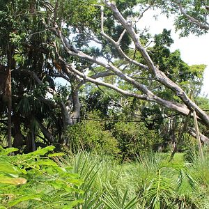 Mexican Spider Monkey Island - Tropics of the Americas