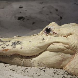 White Alligator - Florida Wetlands