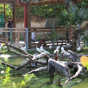 Wading Bird Habitat - Florida: Misson Everglades