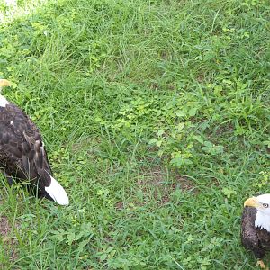 Bald Eagles - Florida: Misson Everglades